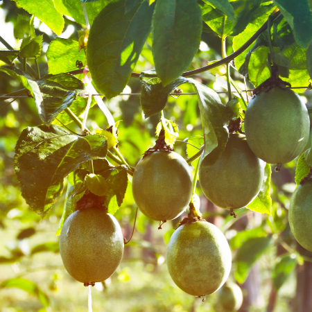 Cordoalhas para plantação de maracujá